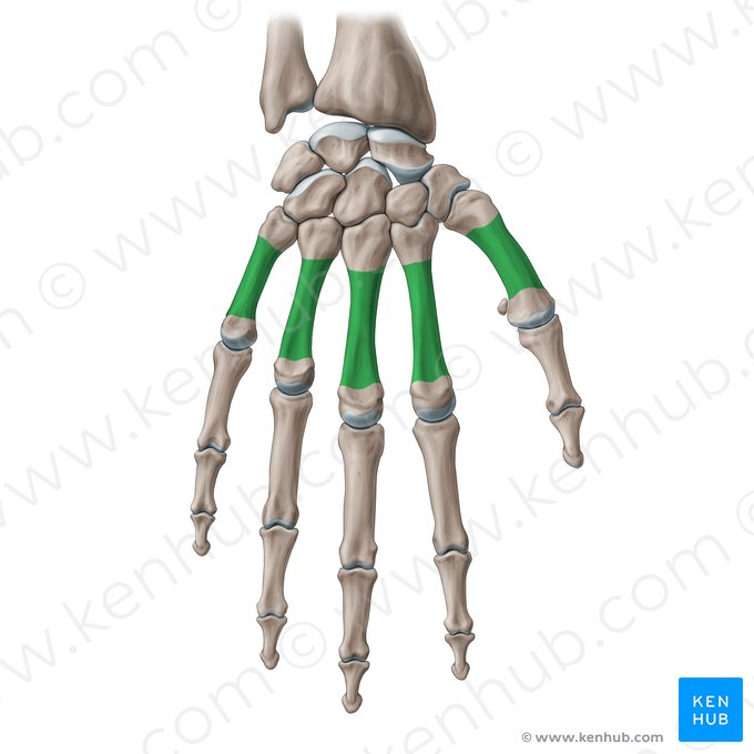 Corpo do osso metacarpal (Corpus ossis metacarpi); Imagem: Paul Kim