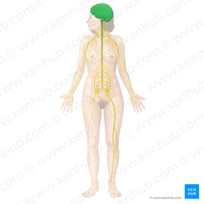 Central nervous system (Systema nervosum centrale); Image: Begoña Rodriguez