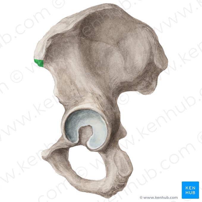 Espina ilíaca anterior superior (Spina iliaca anterior superior); Imagen: Liene Znotina