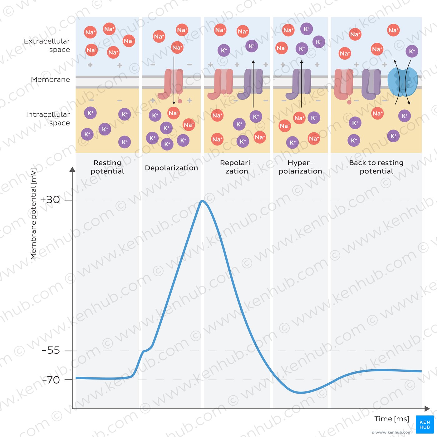 Saltatory conduction: mechanism and function | Kenhub
