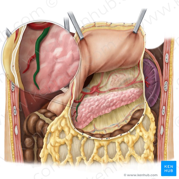 Arteria pancreaticoduodenal superior anterior (Arteria pancreaticoduodenalis superior anterior); Imagen: Esther Gollan