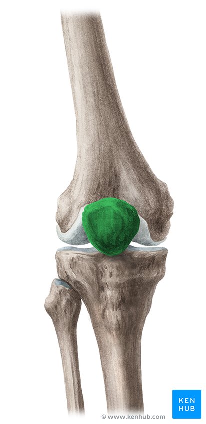 Patella anatomy cheap