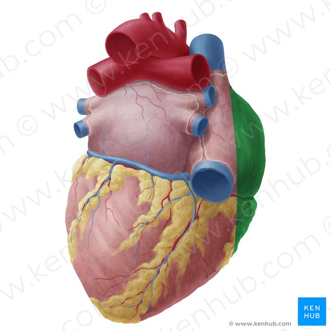 Superfície direita do coração (Facies dextra cordis); Imagem: Yousun Koh