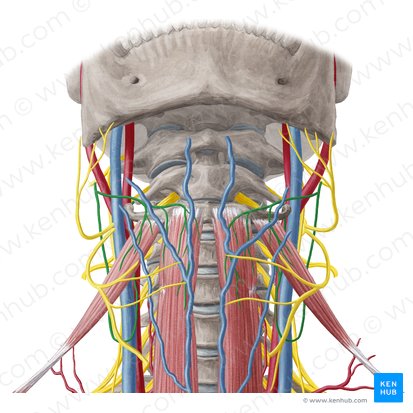 Ansa cervicalis (Halsnervenschlinge); Bild: Yousun Koh