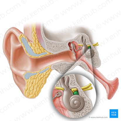 Cochlear nerve (Nervus cochlearis); Image: Paul Kim