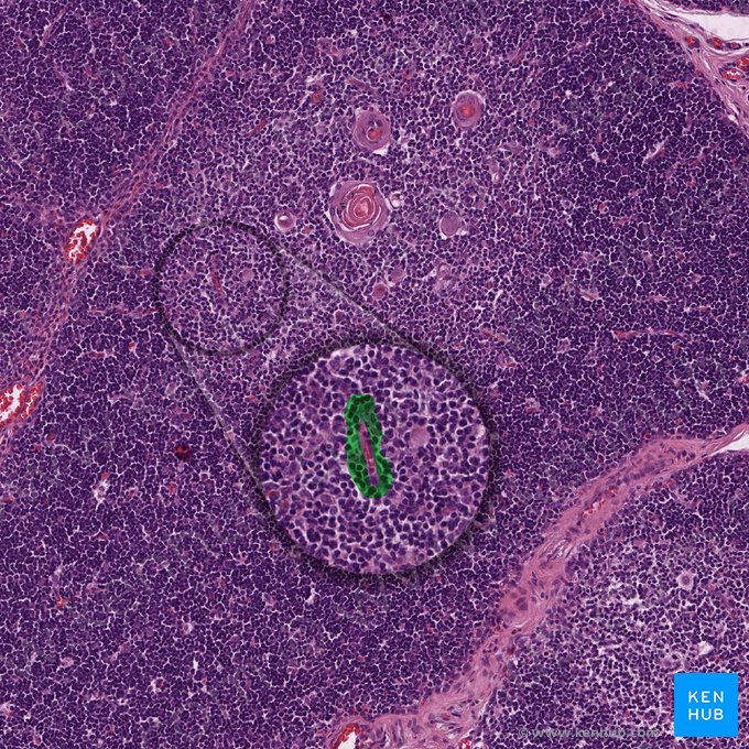 Blood-thymus barrier; Image: 