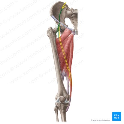 Nervio femoral (Nervus femoralis); Imagen: Liene Znotina