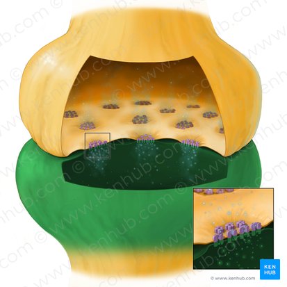 Élément postsynaptique (Pars postsynaptica synapsis); Image : Tal Bavli Ziv