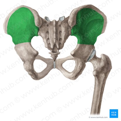 Cara glútea del ilion (Facies glutea alae ossis ilii); Imagen: Liene Znotina