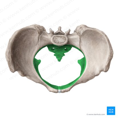 Pelvis menor (Pelvis minor); Imagen: Liene Znotina