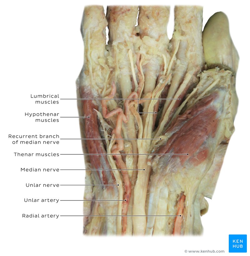 Wrist anatomy in cadaver labeled diagram