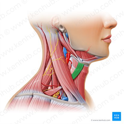 Superior belly of omohyoid muscle (Venter superior musculi omohyoidei); Image: Paul Kim