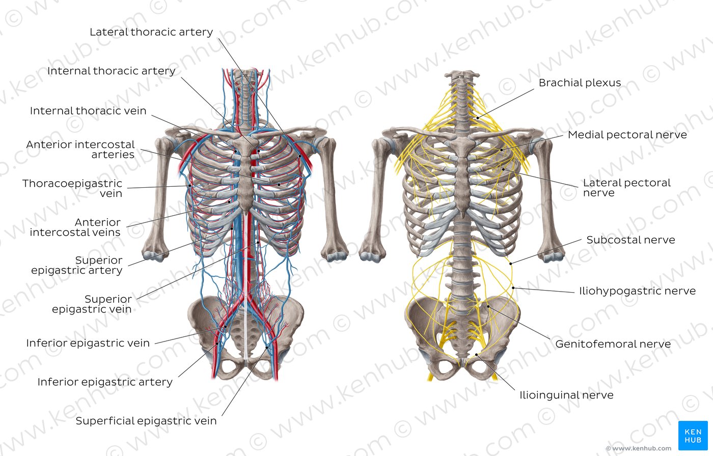 Nerves and vessels of the anterior thoracic wall