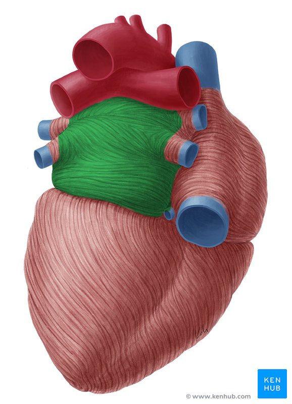 Left atrium - posterior view