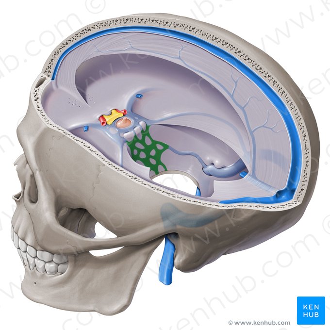 Plexo venoso basilar (Plexus venosus basilaris); Imagen: Paul Kim