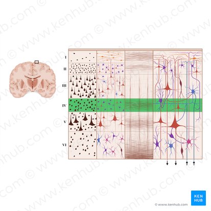 Camada granular interna do córtex cerebral (Lamina granularis interna); Imagem: Paul Kim