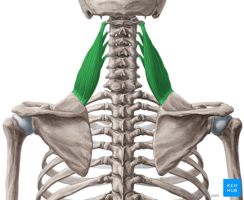 Ação Muscular da cintura escapular e braço