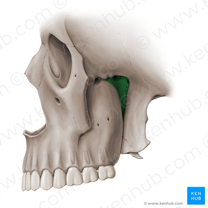 Pterygopalatine fossa (Fossa pterygopalatina); Image: Paul Kim