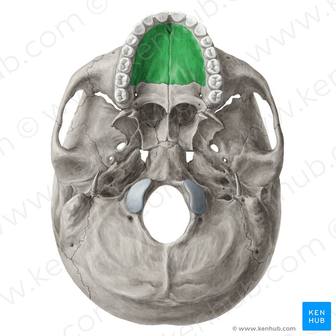 Proceso palatino del hueso maxilar (Processus palatinus maxillae); Imagen: Yousun Koh