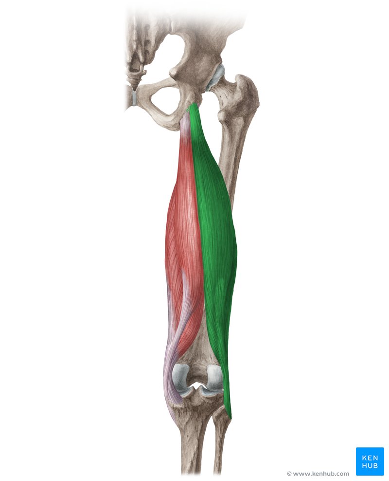 Biceps femoris muscle (Musculus biceps femoris)