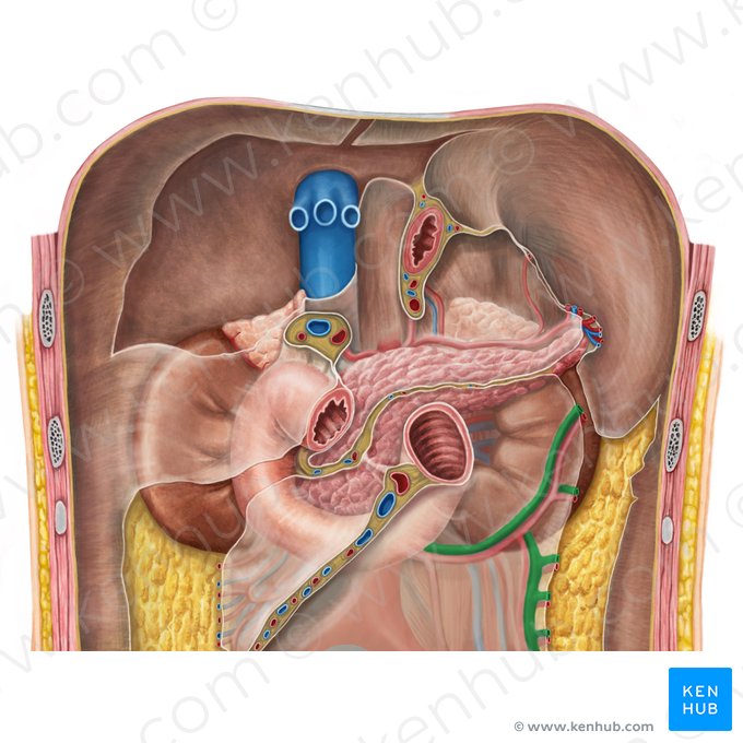 Left colic vein (Vena colica sinistra); Image: Irina Münstermann