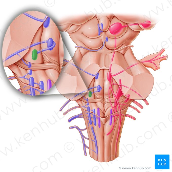 Motor nucleus of facial nerve (Nucleus nervi facialis); Image: Paul Kim