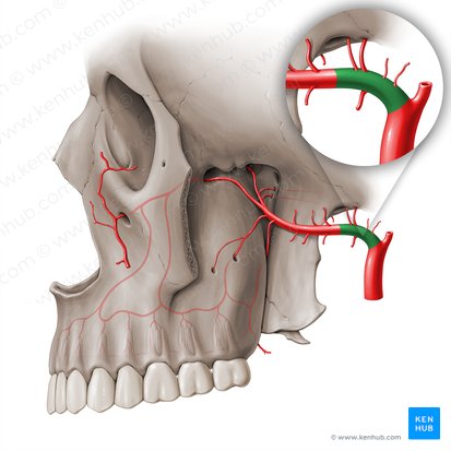 Pars mandibularis arteriae maxillaris (Unterkieferteil der Oberkieferarterie); Bild: Paul Kim