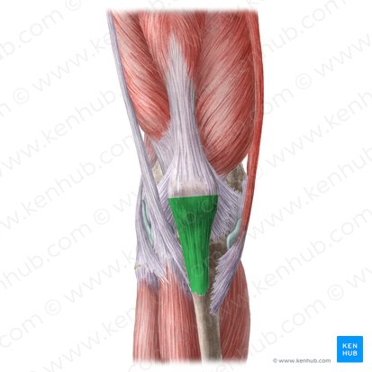 Ligamento patelar (Ligamentum patellae); Imagen: Liene Znotina