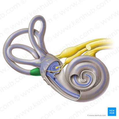 Ampoule osseuse postérieure (Ampulla ossea posterior); Image : Paul Kim