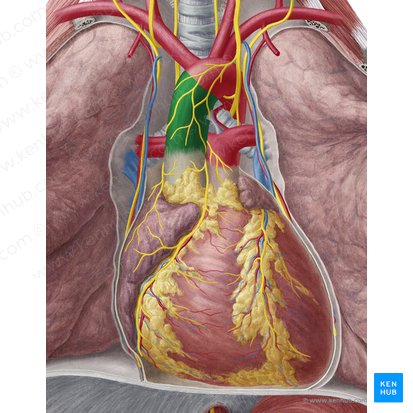 Ascending aorta (Aorta ascendens); Image: Yousun Koh