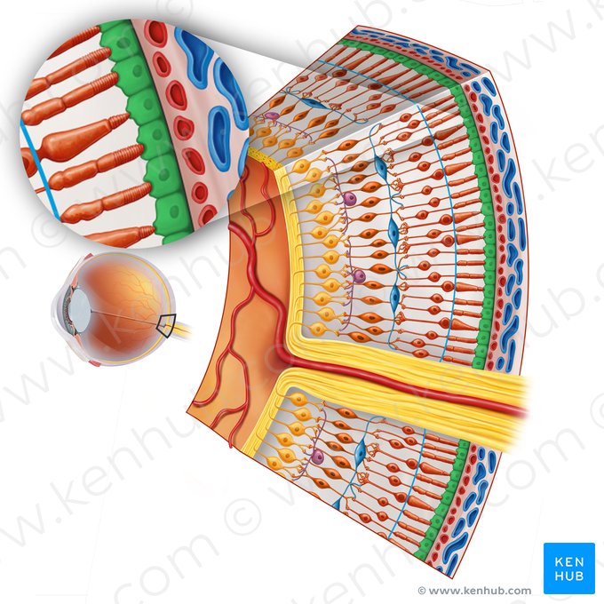 Epitélio pigmentado da retina (Epithelium simplex cuboideum pigmentosum); Imagem: Irina Münstermann