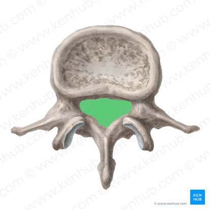 Foramen vertebrale (Wirbelloch); Bild: Liene Znotina