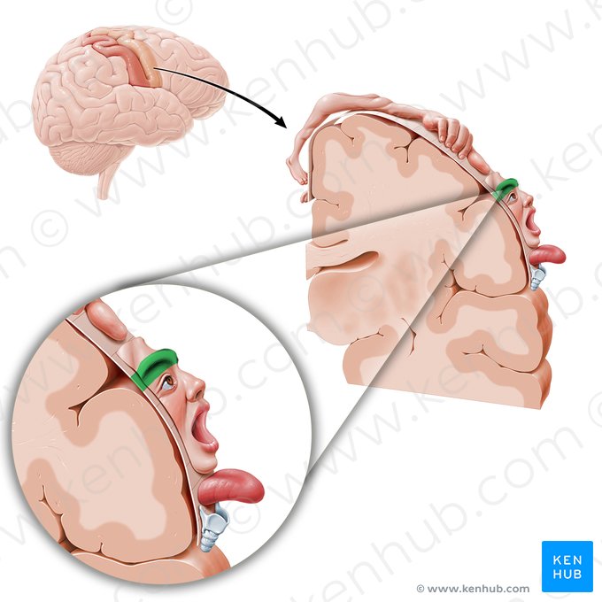 Corteza motora de las cejas (Cortex motorius regionis supercilii); Imagen: Paul Kim