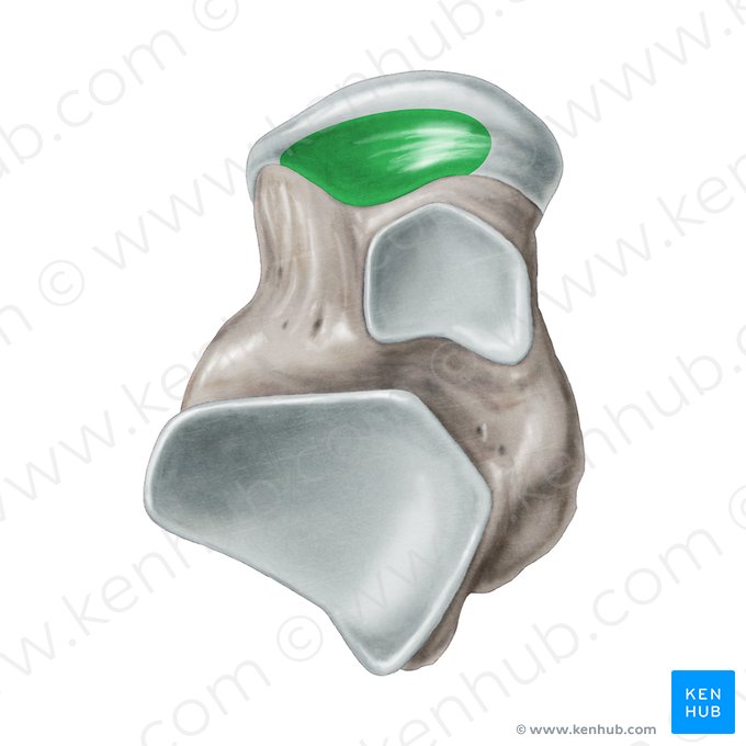 Superfície articular para a superfície calcânea anterior do tálus (Facies articularis calcanea anterior ossis tali); Imagem: Samantha Zimmerman