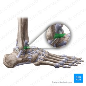 Ankle joint: Anatomy, bones, ligaments and movements | Kenhub