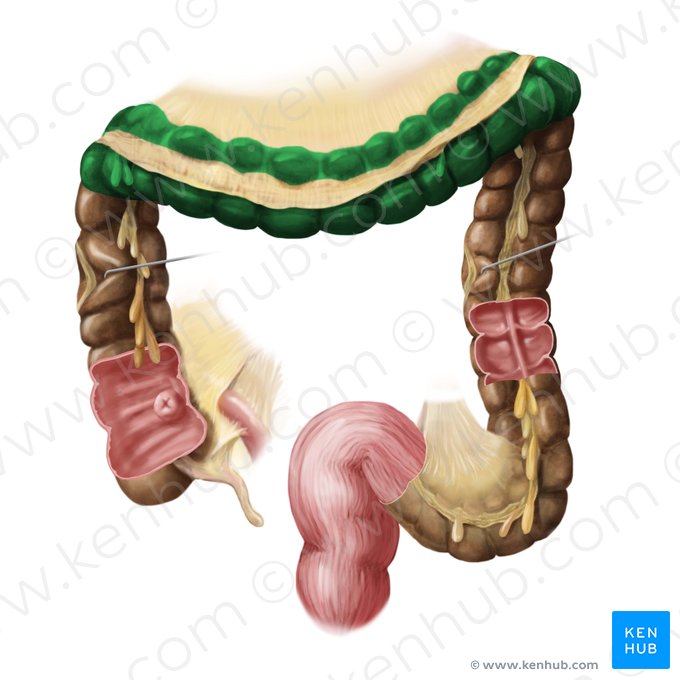 Colon transversum (Querverlaufender Dickdarm); Bild: Begoña Rodriguez