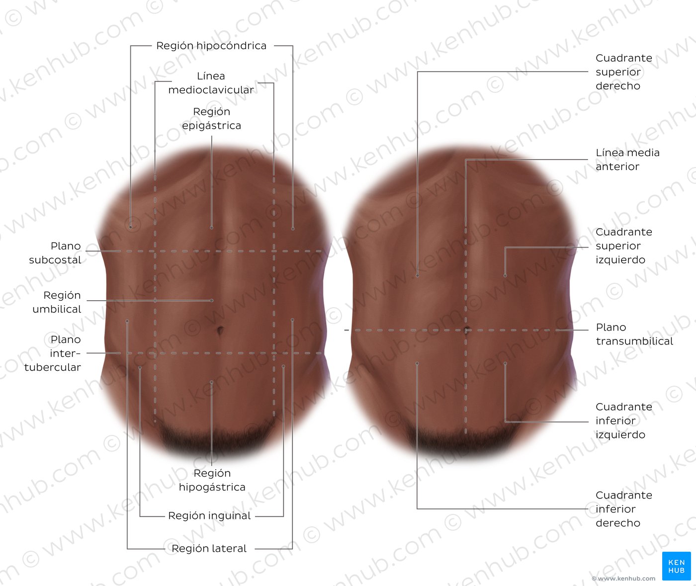 Regiones del abdomen