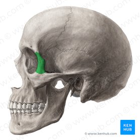 Processo frontal do osso zigomático (Processus frontalis ossis zygomatici); Imagem: Yousun Koh