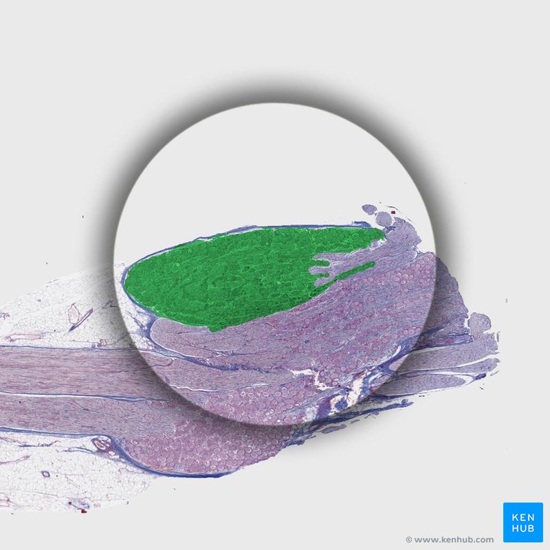 Parasympathetic ganglion - histological slide