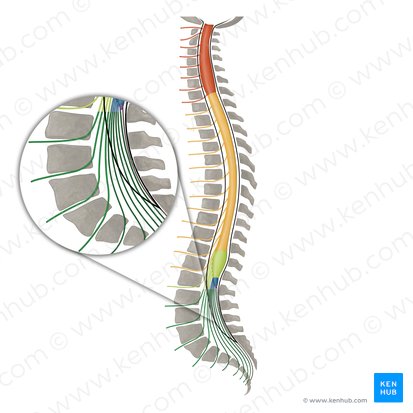 Cauda equina; Image: Irina Münstermann