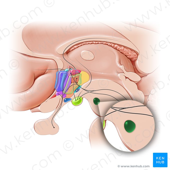 Red nucleus (Nucleus ruber); Image: Paul Kim