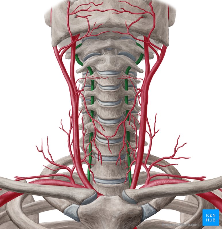 Vertebral artery: Dorsal view