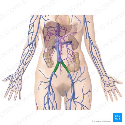 Common iliac vein (Vena iliaca communis); Image: Begoña Rodriguez