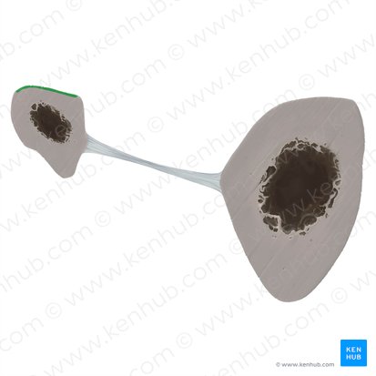 Superfície posterior da fíbula (Facies posterior fibulae); Imagem: Tal Bavli Ziv