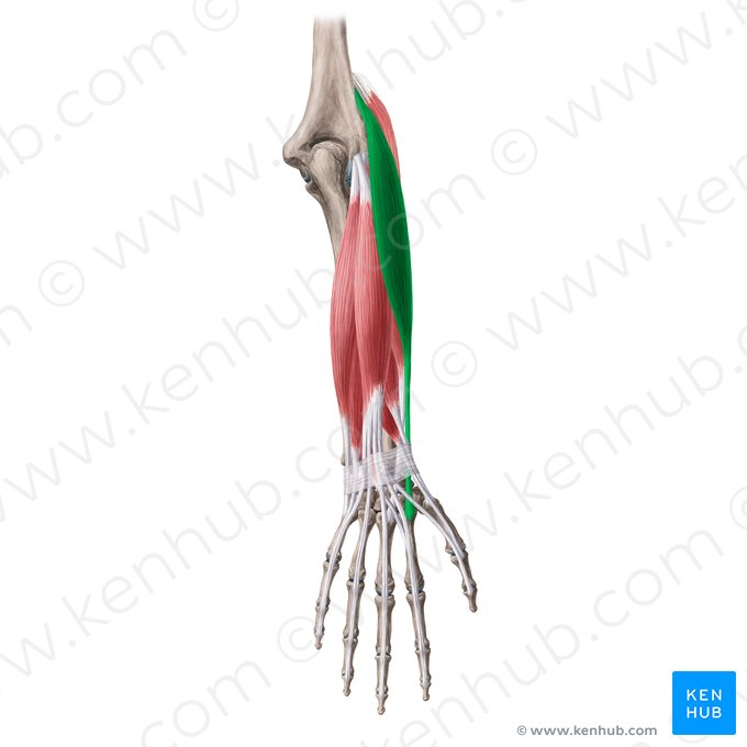 Músculo extensor radial longo do carpo (Musculus extensor carpi radialis longus); Imagem: Yousun Koh