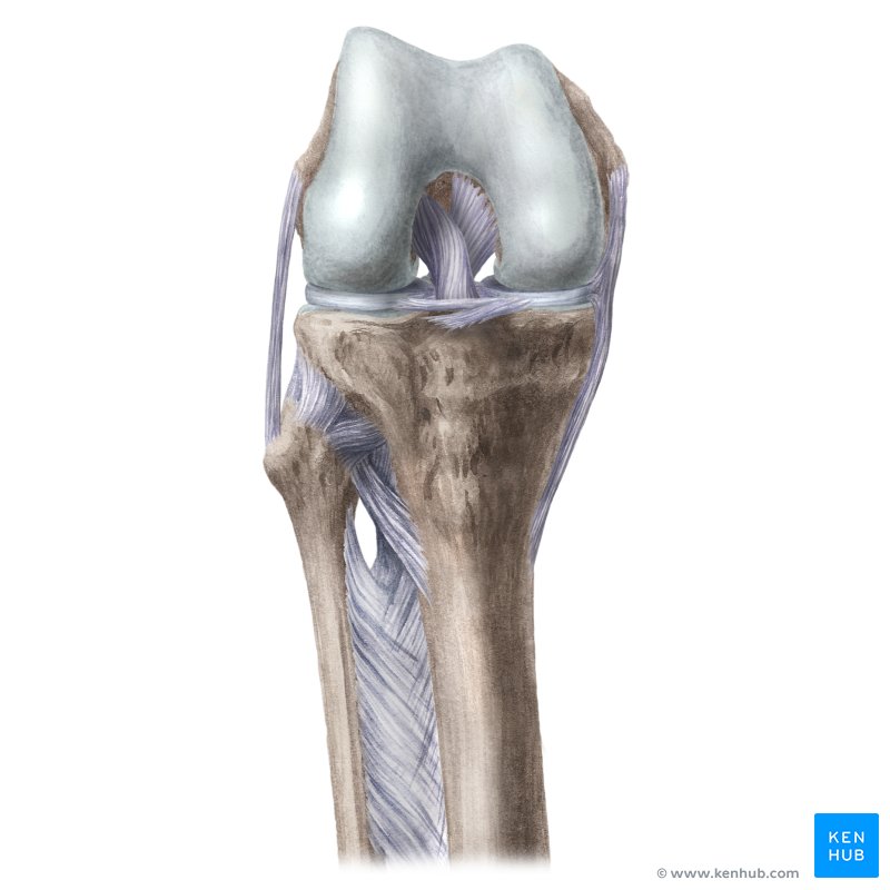 Knee joint: anatomy, ligaments and movements Biology Diagrams