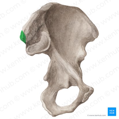 Posterior superior iliac spine (Spina iliaca posterior superior); Image: Liene Znotina