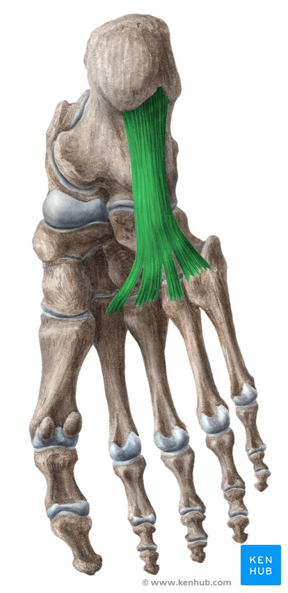 Long plantar ligament - caudal view