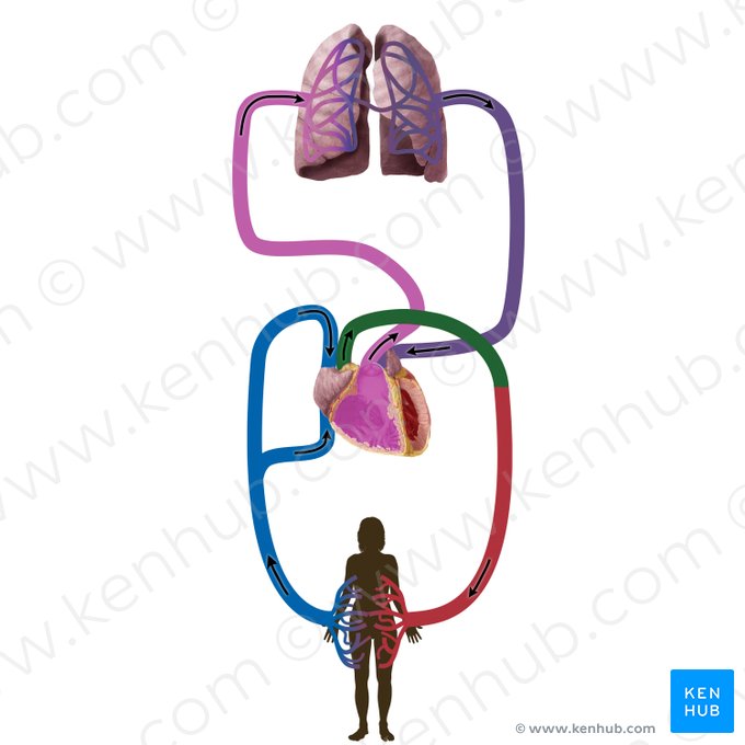 Aorte (Aorta); Image : Begoña Rodriguez