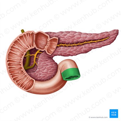 Jejunum; Image: Irina Münstermann